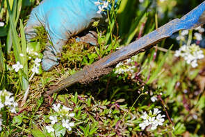 Best Yard and Garden Services Hamilton